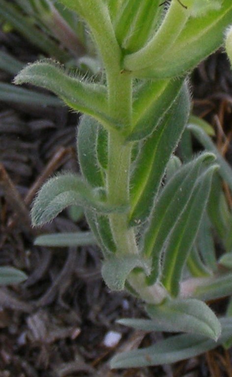 Image of Onosma taurica specimen.