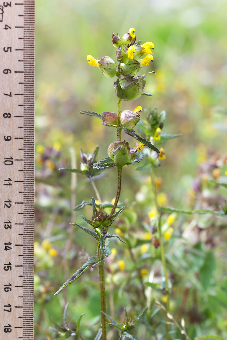 Image of Rhinanthus minor specimen.