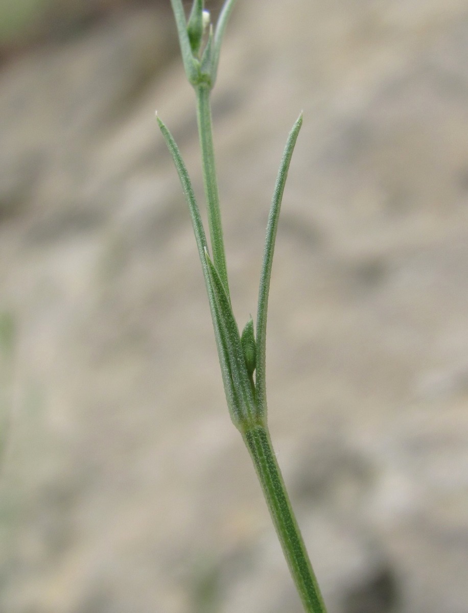 Image of genus Asperula specimen.