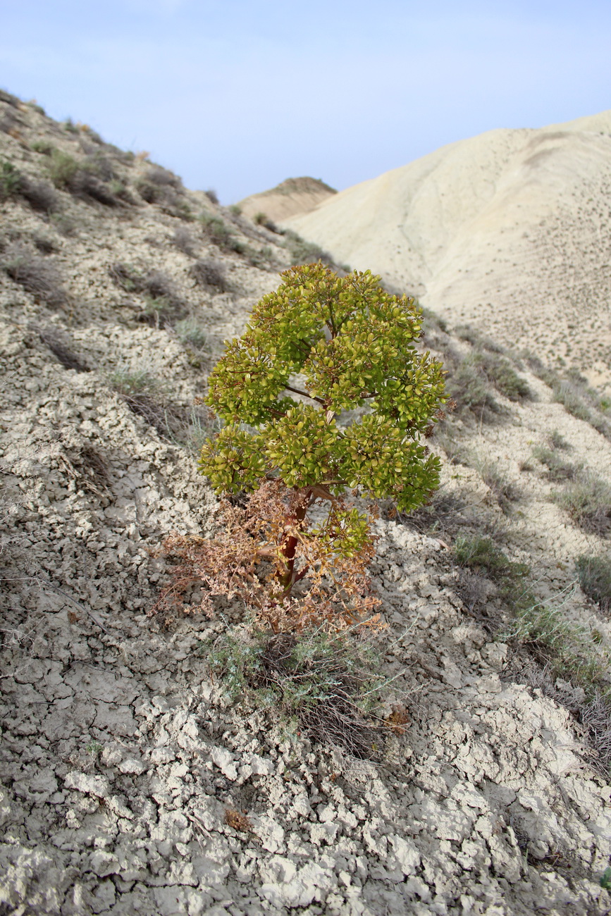 Image of Ferula karakalensis specimen.