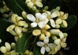 Pittosporum tobira. Соцветие. Греция, Эгейское море, о. Парос, пос. Дриос, в культуре. 17.04.2018.