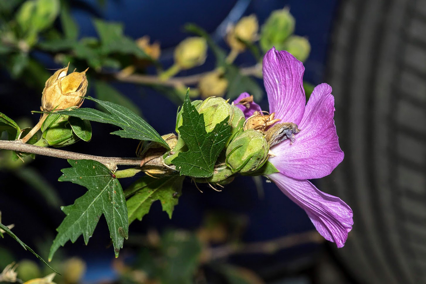 Image of Hibiscus syriacus specimen.