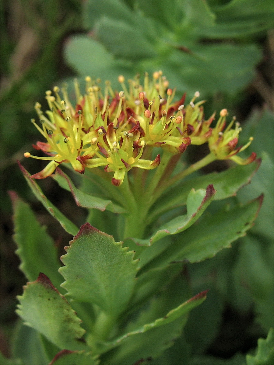 Image of Rhodiola rosea specimen.