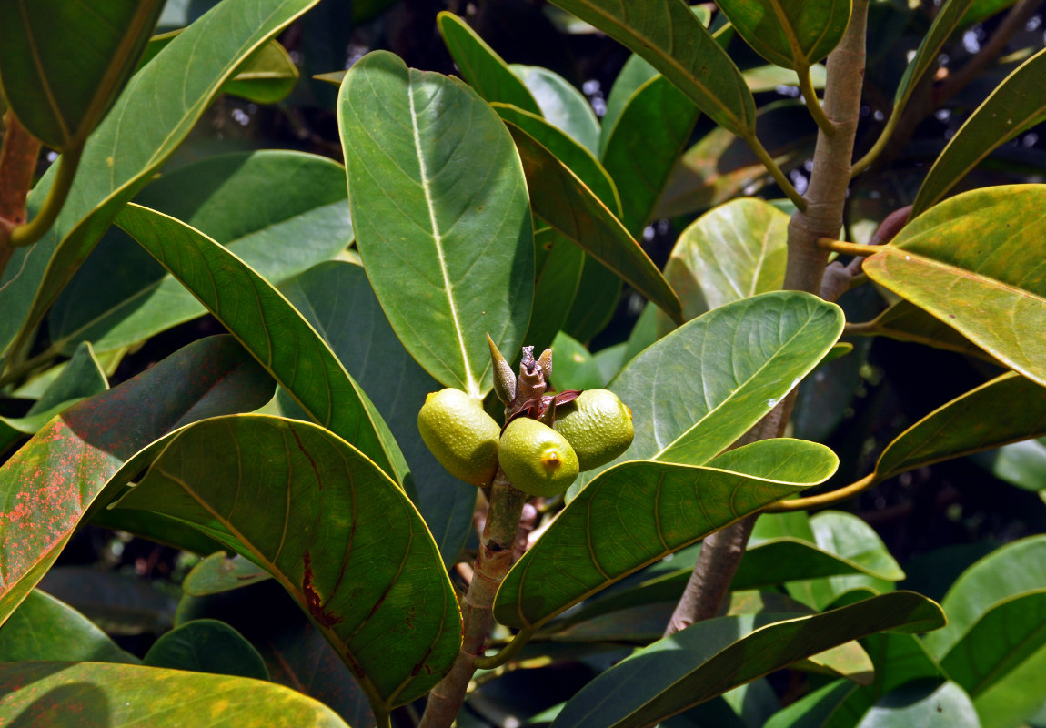 Image of Ficus xylophylla specimen.