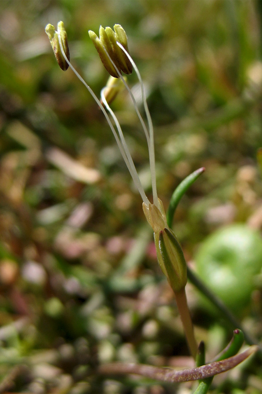 Image of Littorella uniflora specimen.