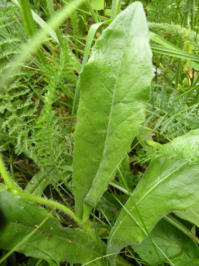 Image of Trommsdorffia uniflora specimen.