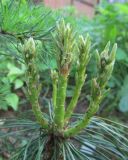 genus Pinus. Молодые приросты. Московская обл., в культуре. 24.05.2019.
