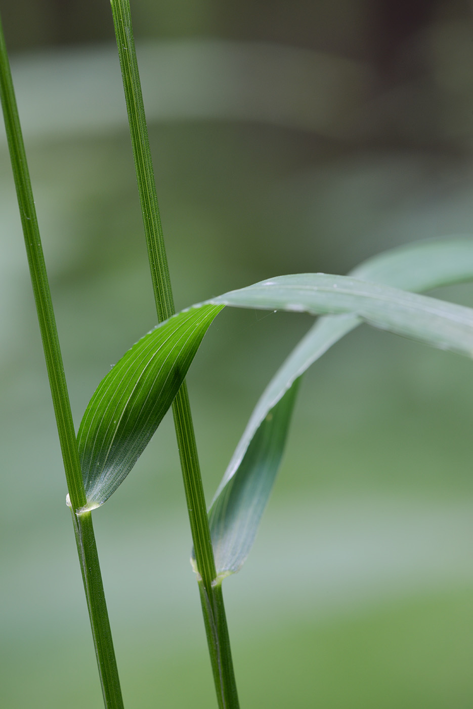 Изображение особи Elymus caninus.