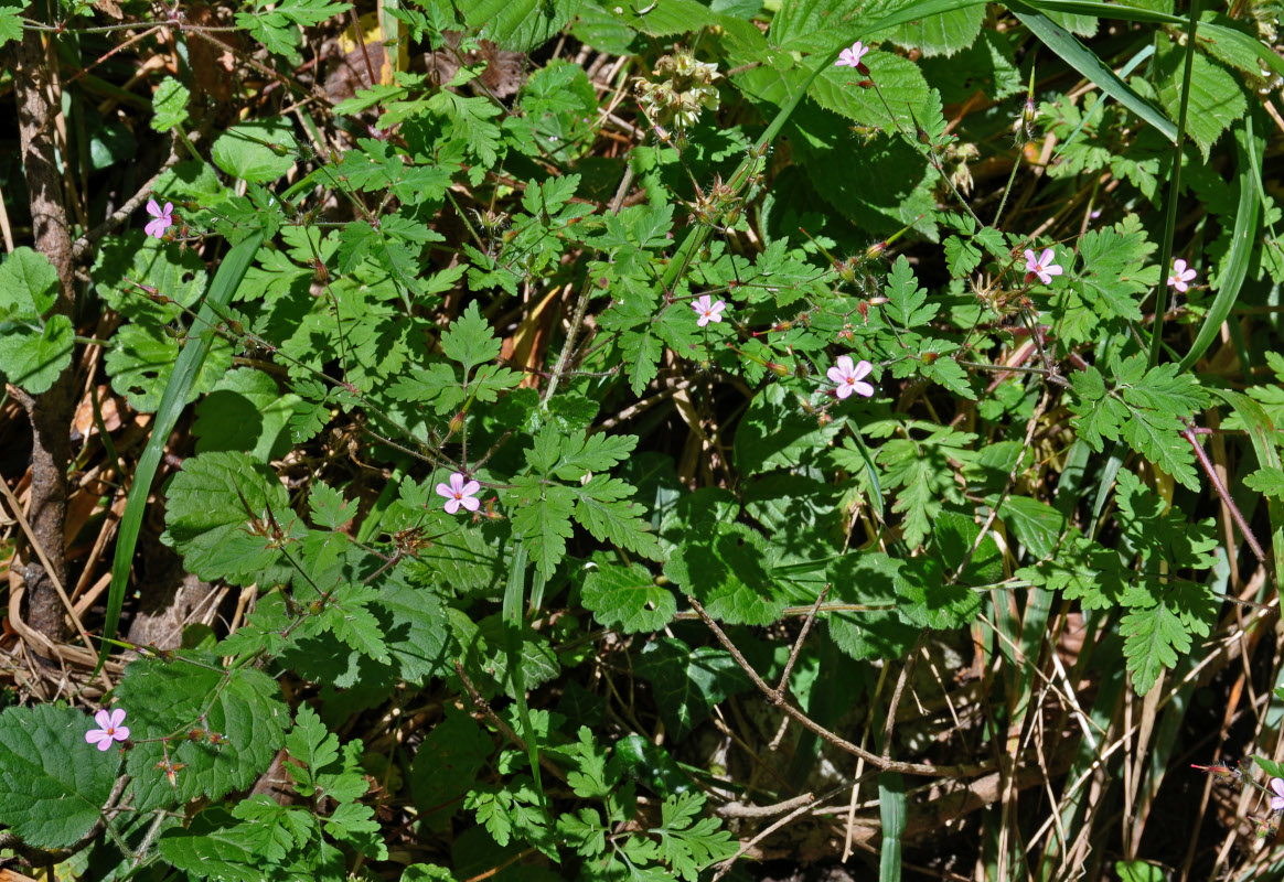 Image of Geranium robertianum specimen.