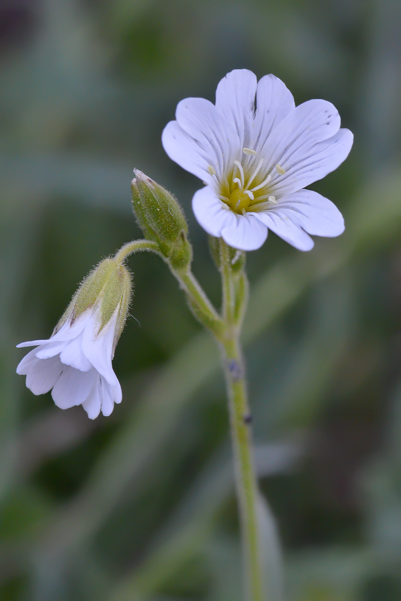 Image of Cerastium arvense specimen.