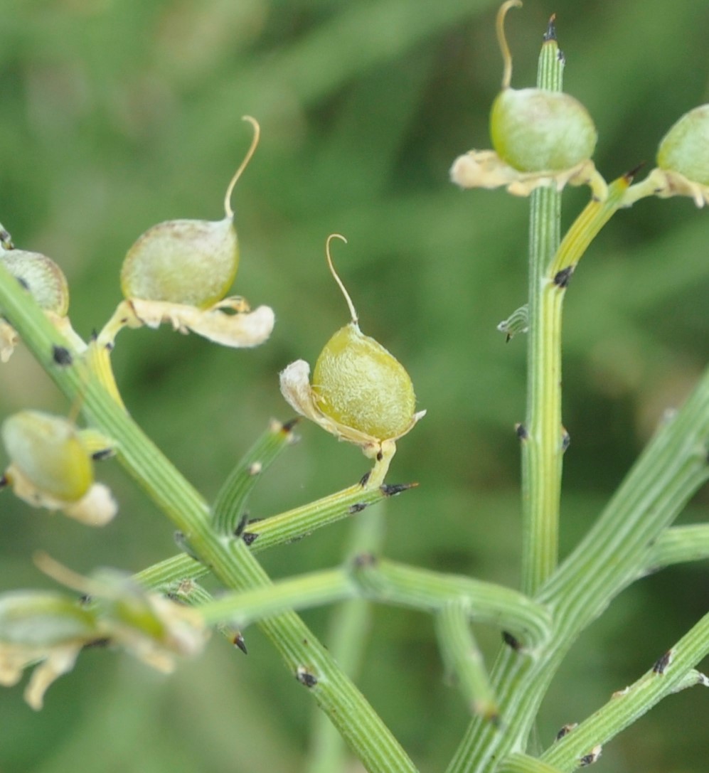 Image of genus Genista specimen.