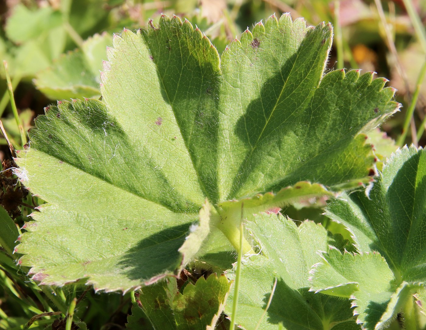 Изображение особи Alchemilla monticola.