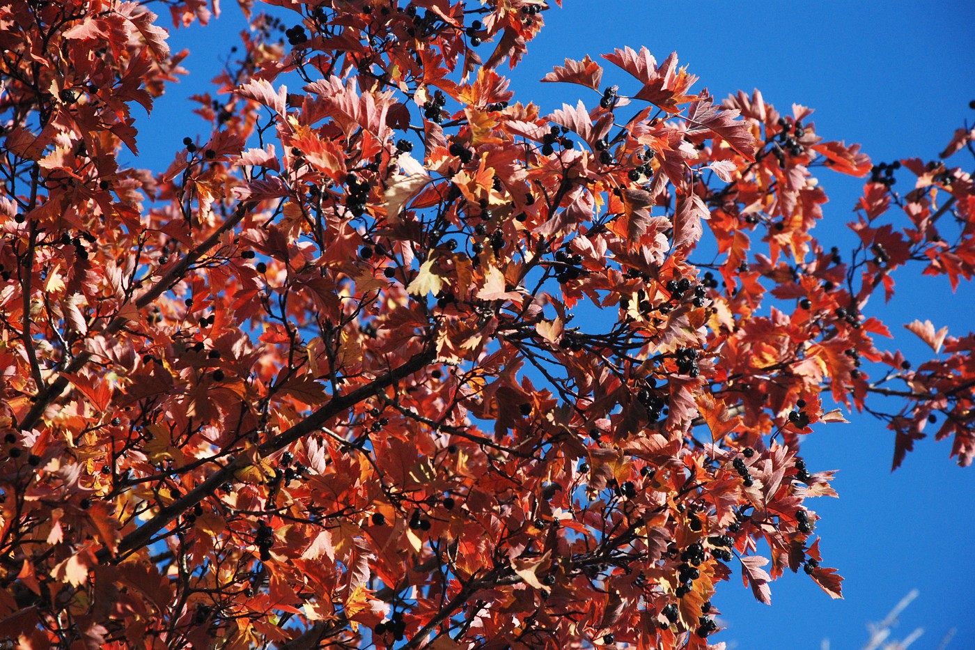 Image of Crataegus pentagyna specimen.