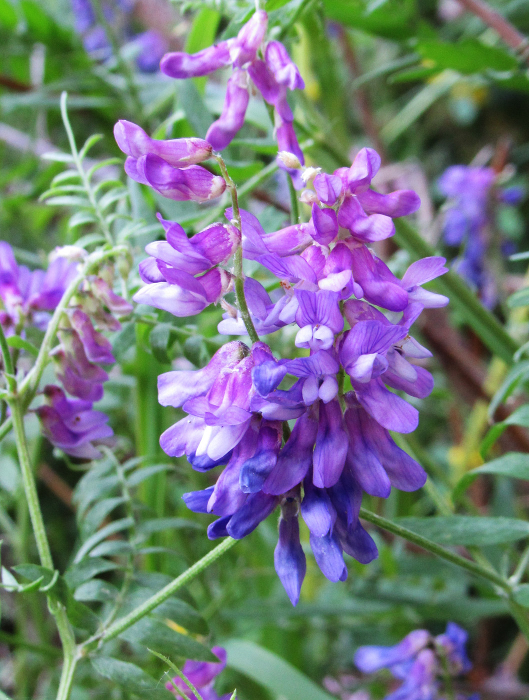 Image of Vicia tenuifolia specimen.