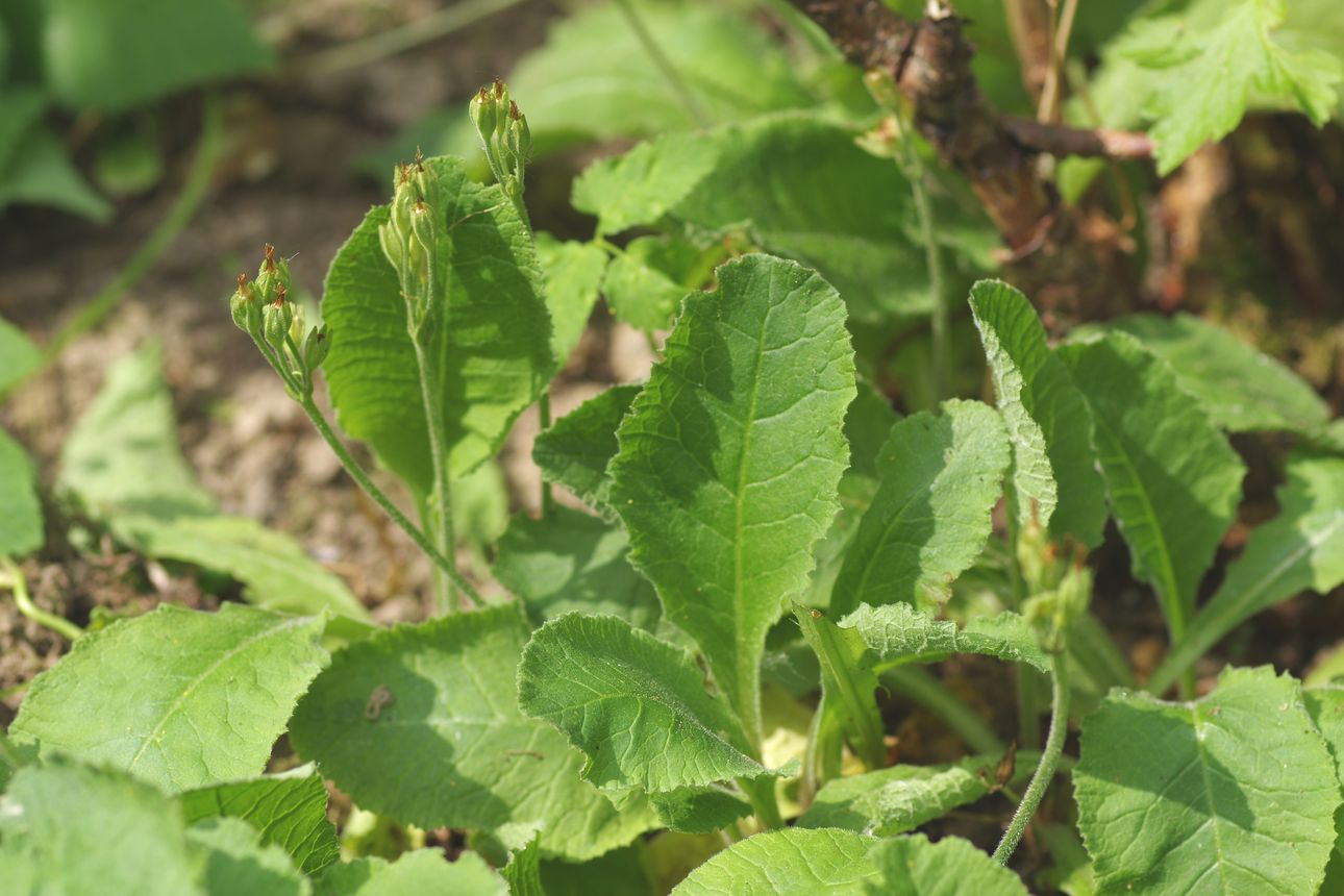 Image of Primula elatior specimen.