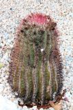 genus Ferocactus. Вегетирующее растение. Азербайджан, г. Баку, Приморский бульвар. 4 декабря 2019 г.