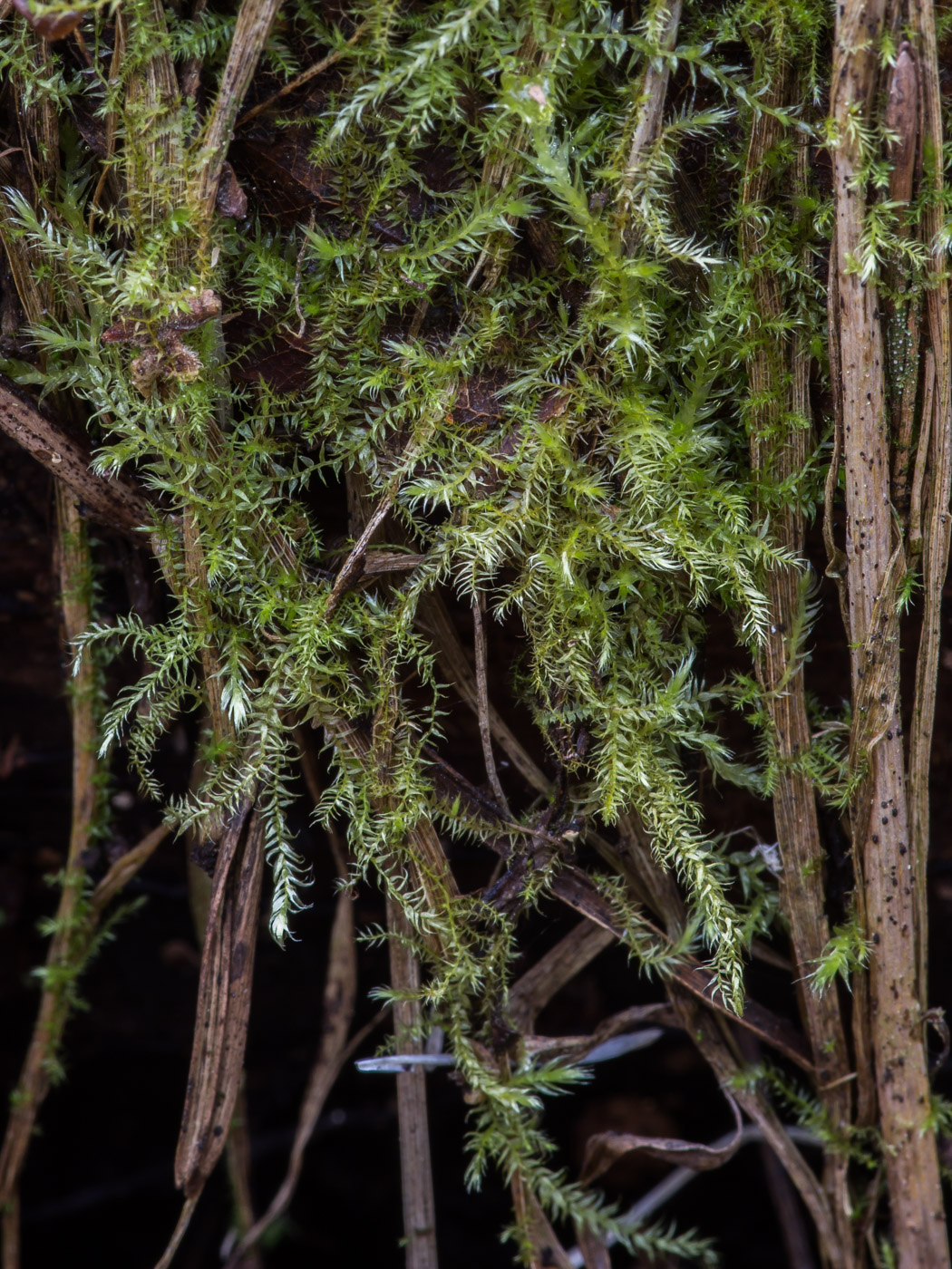 Image of class Bryopsida specimen.