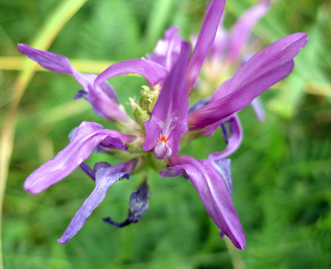 Image of Astragalus onobrychis specimen.