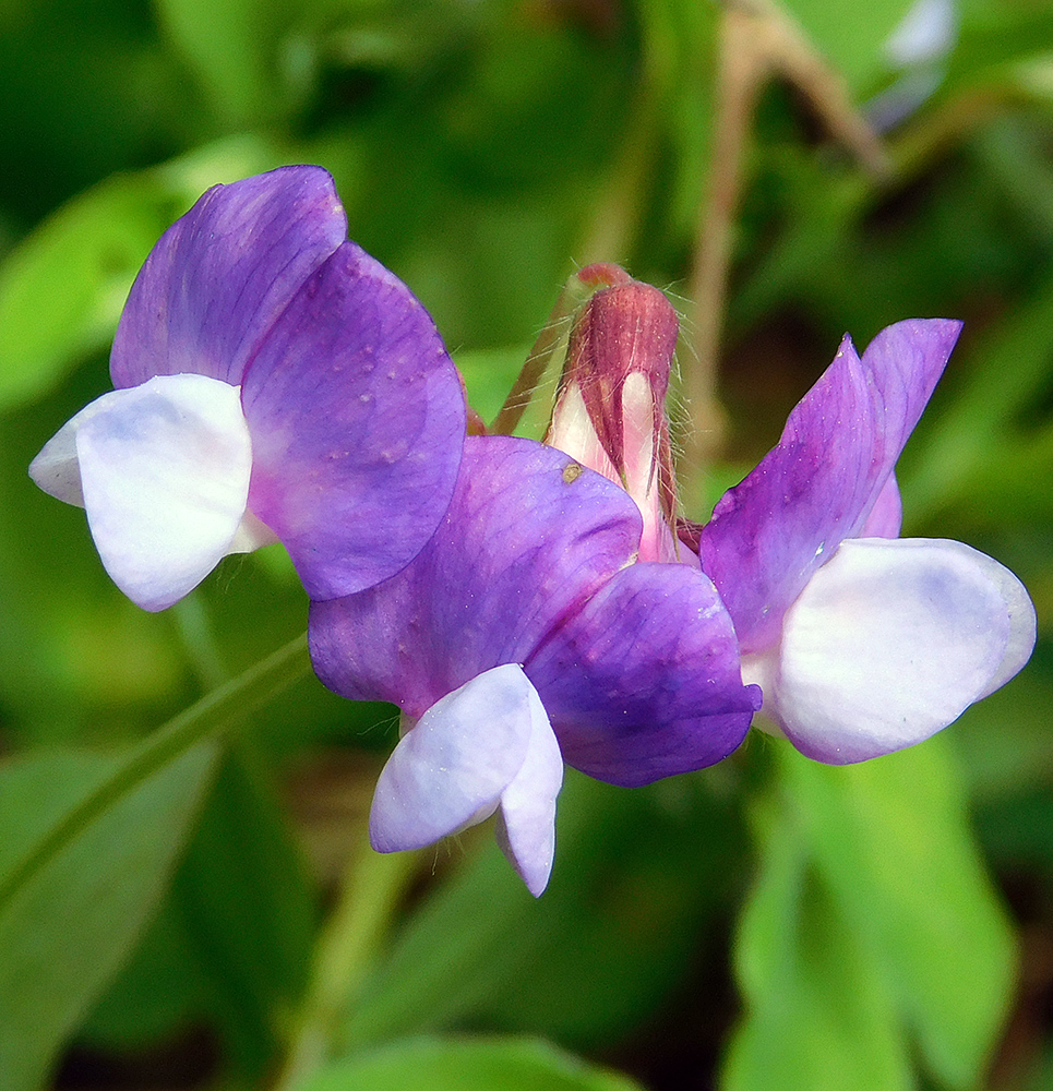 Image of Lathyrus laxiflorus specimen.