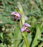 Ophrys lapethica