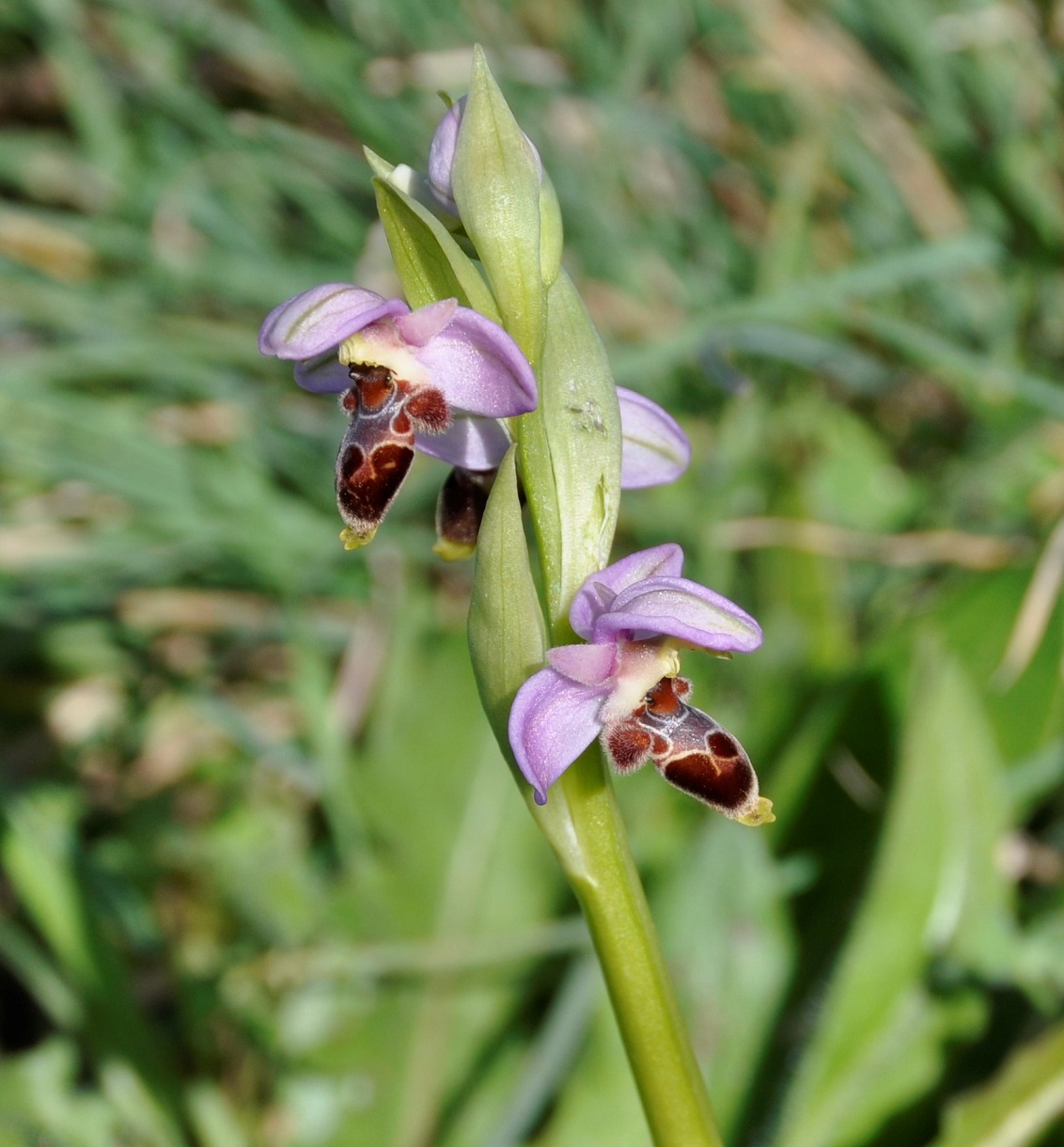 Image of Ophrys lapethica specimen.