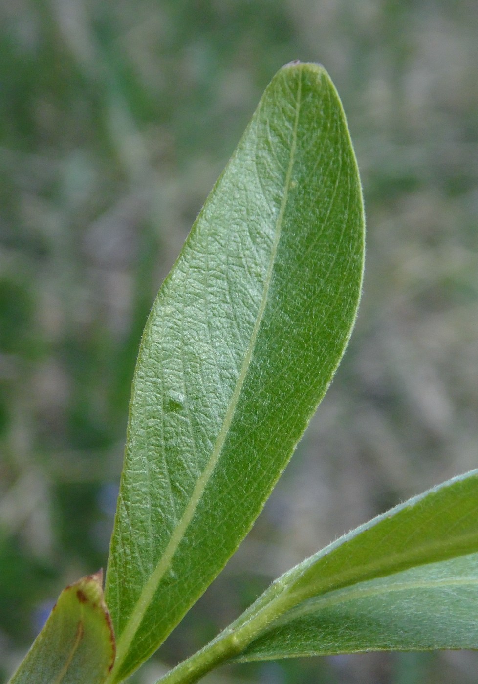 Image of Salix alba specimen.