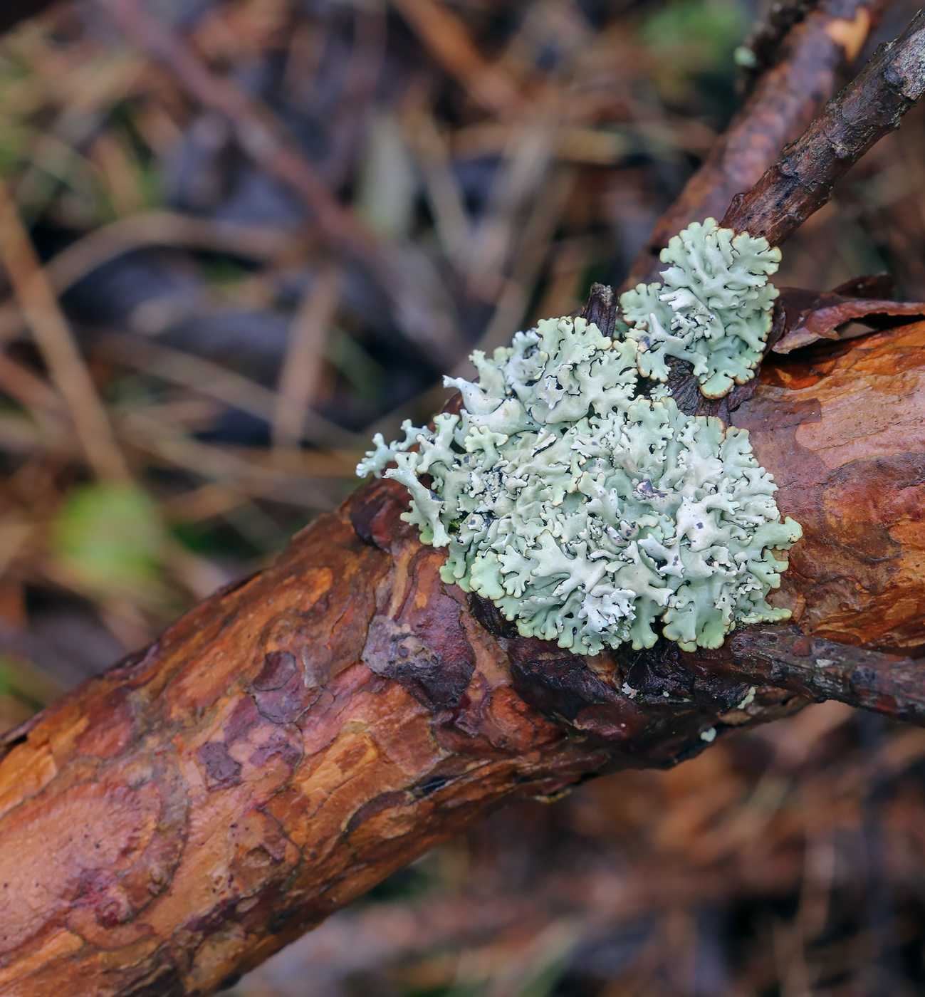 Изображение особи Hypogymnia physodes.