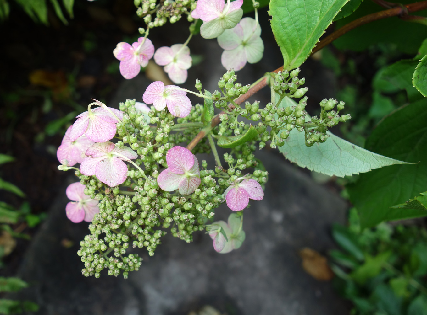 Image of Hydrangea paniculata specimen.