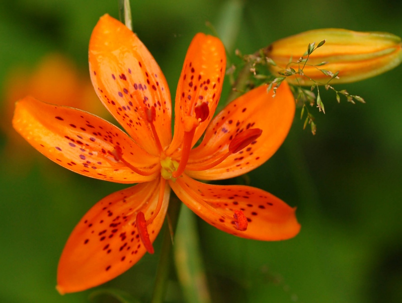 Image of Lilium distichum specimen.