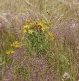 Hypericum perforatum