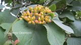 Viburnum lantana