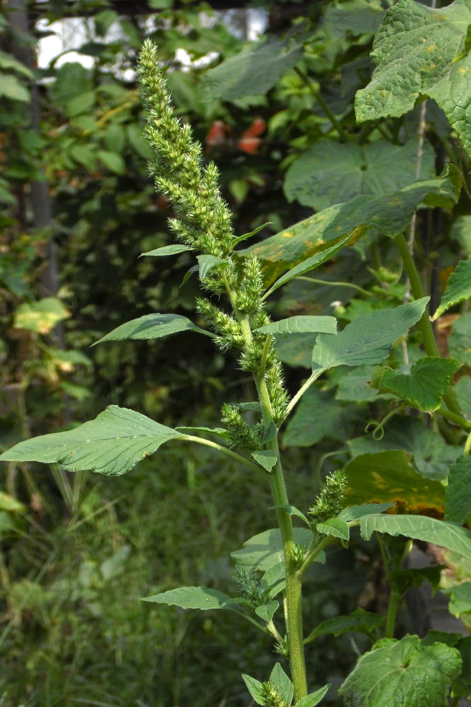 Image of Amaranthus retroflexus specimen.