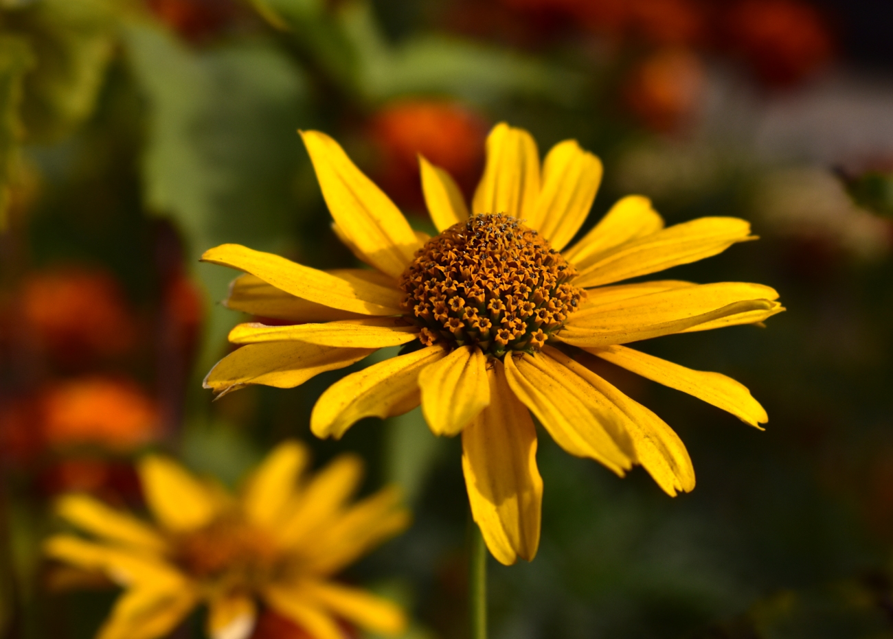 Image of Heliopsis helianthoides specimen.