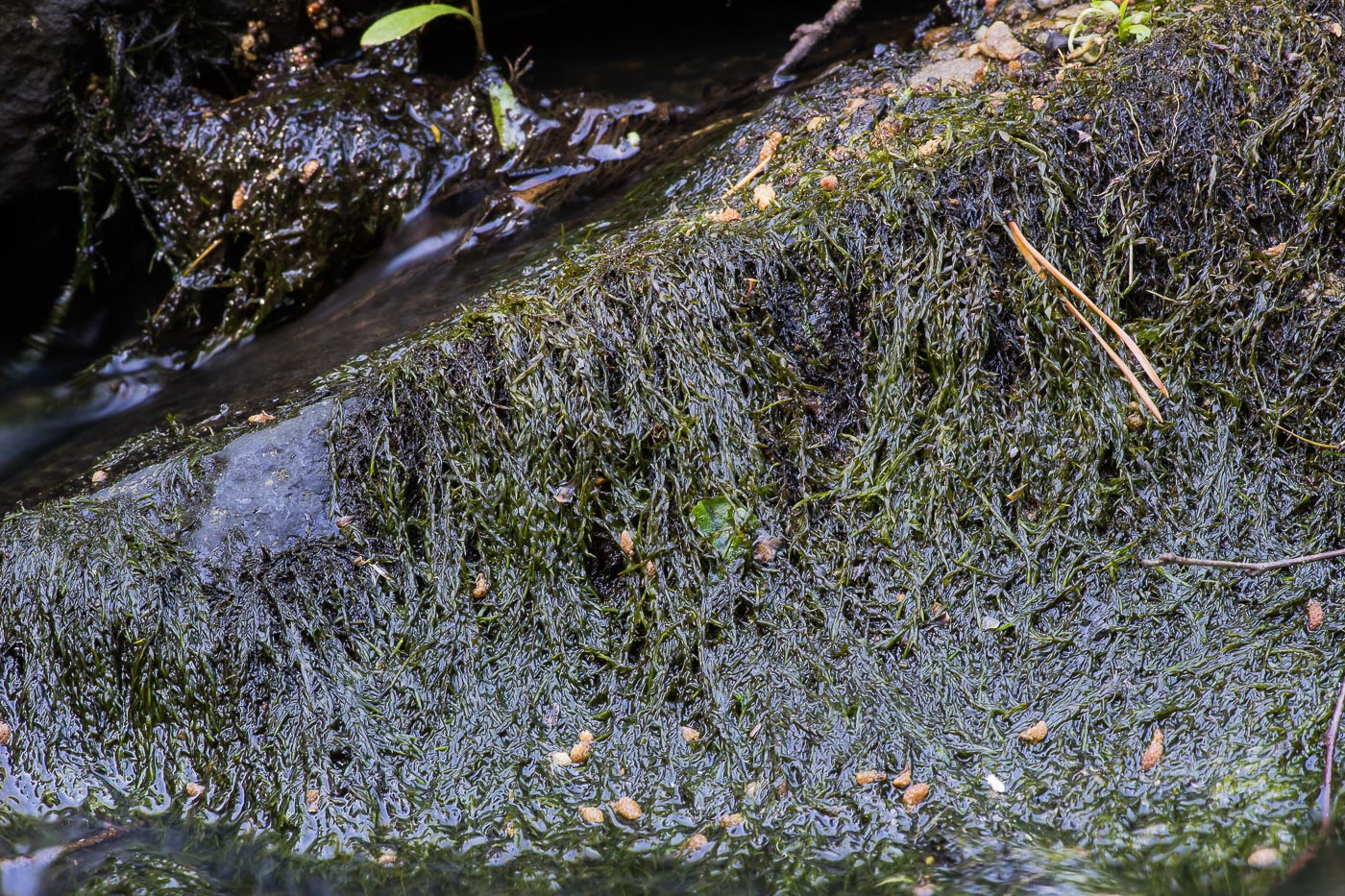 Image of Fontinalis antipyretica specimen.