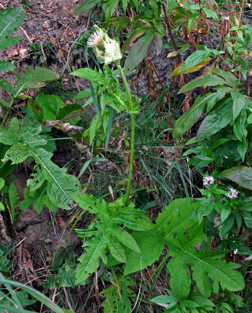 Изображение особи Cirsium oleraceum.