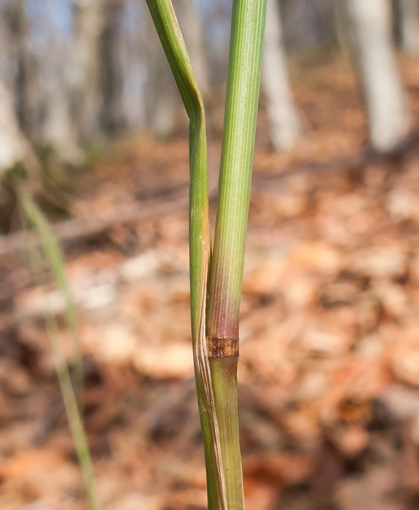 Изображение особи Dactylis glomerata.