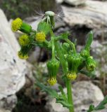 Senecio vulgaris. Верхушка растения с соцветиями и почти осыпавшимся соплодием. Окрестности Архангельска, рудеральное местообитание. 20 сентября 2010 г.