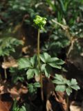 Adoxa moschatellina. Цветущее растение. Нидерланды, провинция Drenthe, окр. г. Roden, широколиственный лес Elzenbroek. 2 апреля 2011 г.