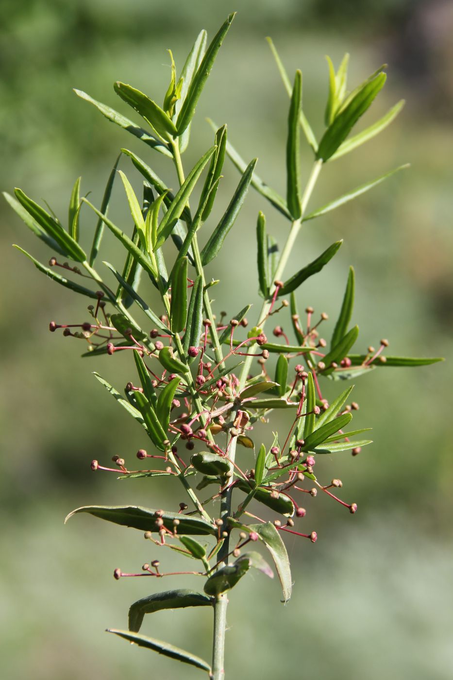 Изображение особи Euonymus koopmannii.