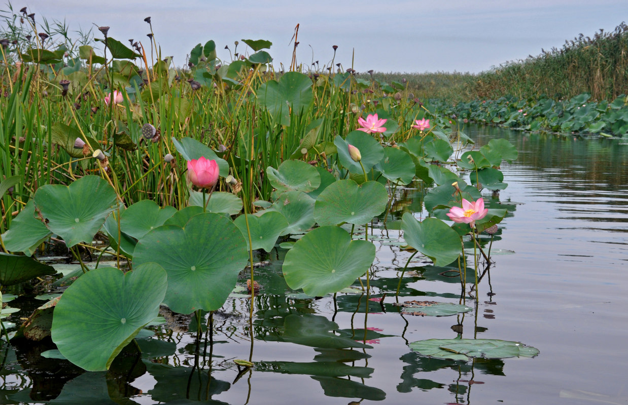 Image of Nelumbo caspica specimen.