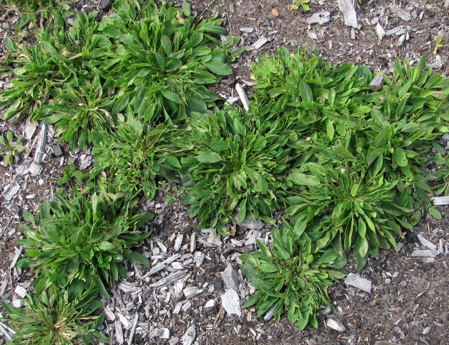 Image of Anthyllis arenaria specimen.