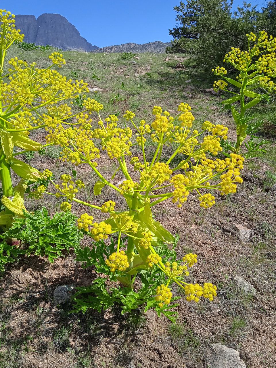 Image of Ferula kuhistanica specimen.