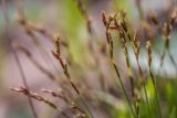 Carex digitata