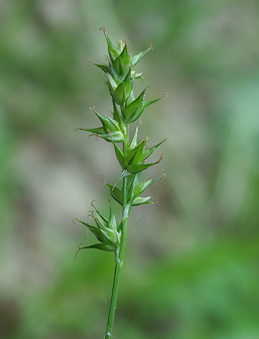 Image of Carex spicata specimen.