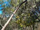 View full-size image Acacia cretata