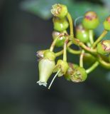 Cavendishia martii