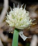 Смотреть изображение Allium altaicum