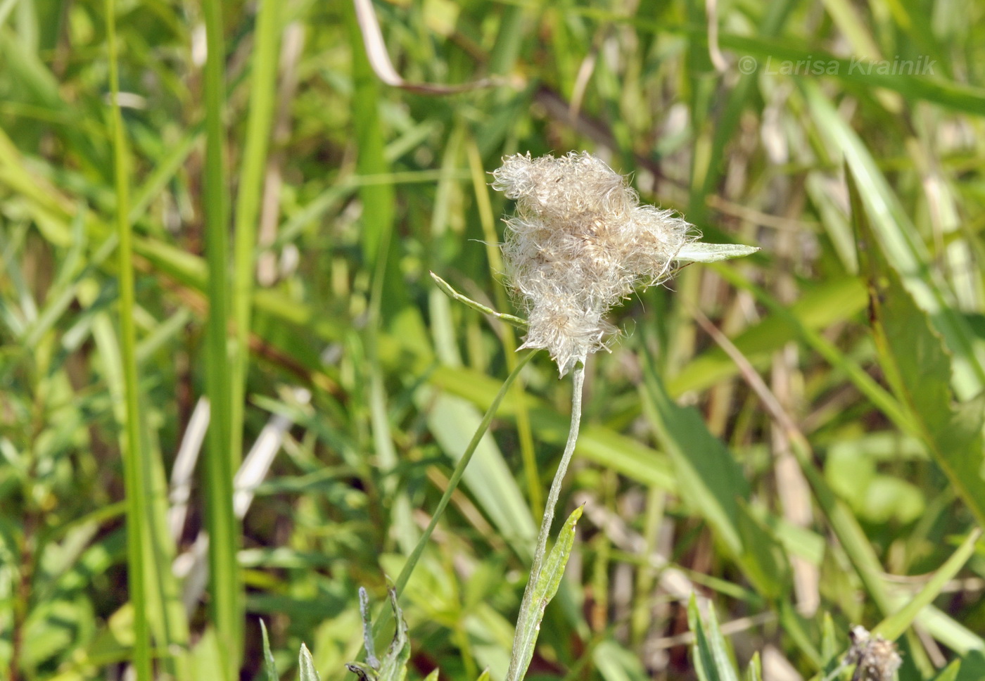 Image of Leontopodium leontopodioides specimen.