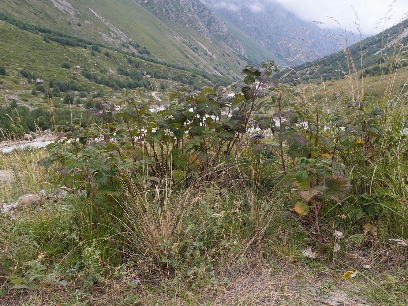 Изображение особи Rubus idaeus.