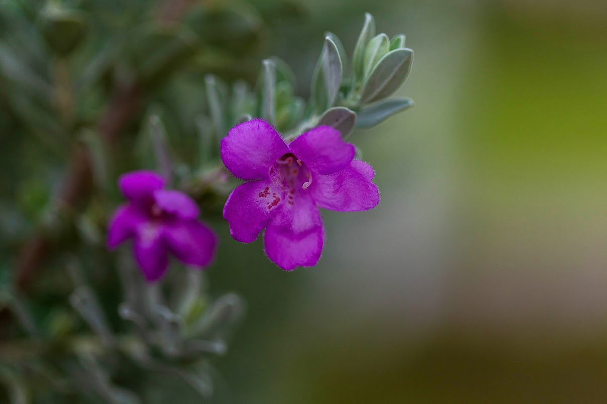 Изображение особи Leucophyllum frutescens.